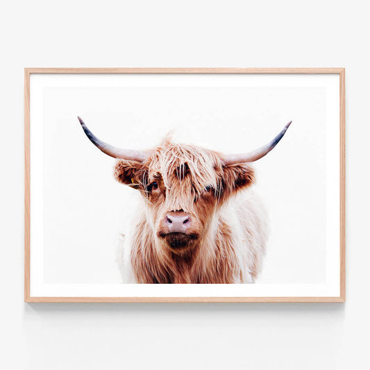 A framed wall art print of a close-up photo of a highland cow with a neutral expression.