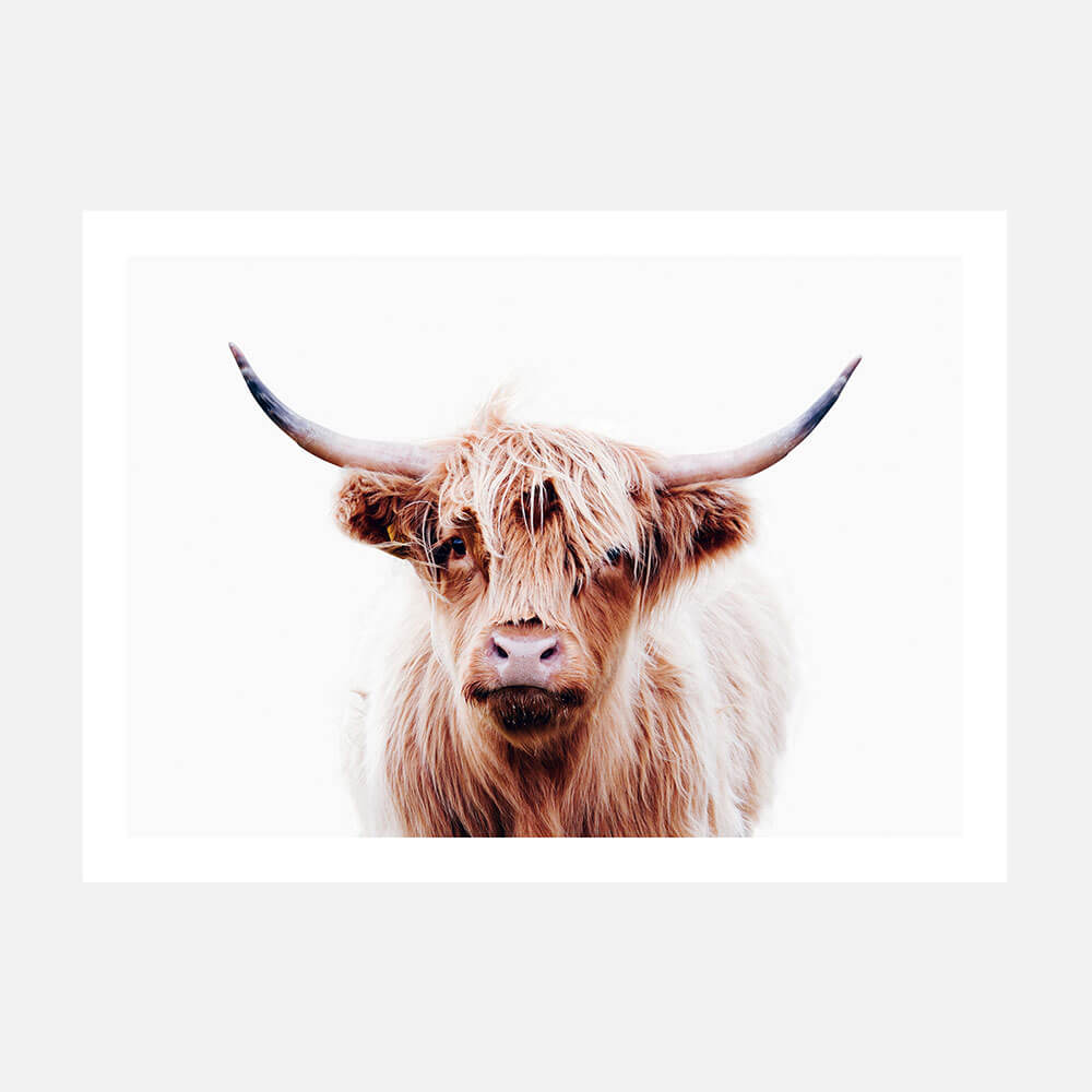 A poster print of a close-up image of a highland cow with a neutral expression.