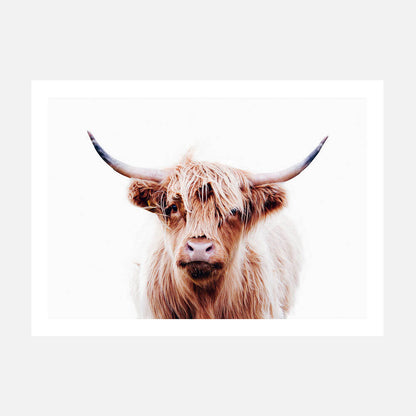A poster print of a close-up image of a highland cow with a neutral expression.