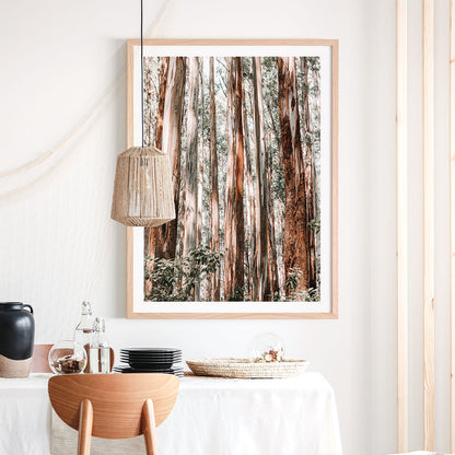 Eucalyptus Forest