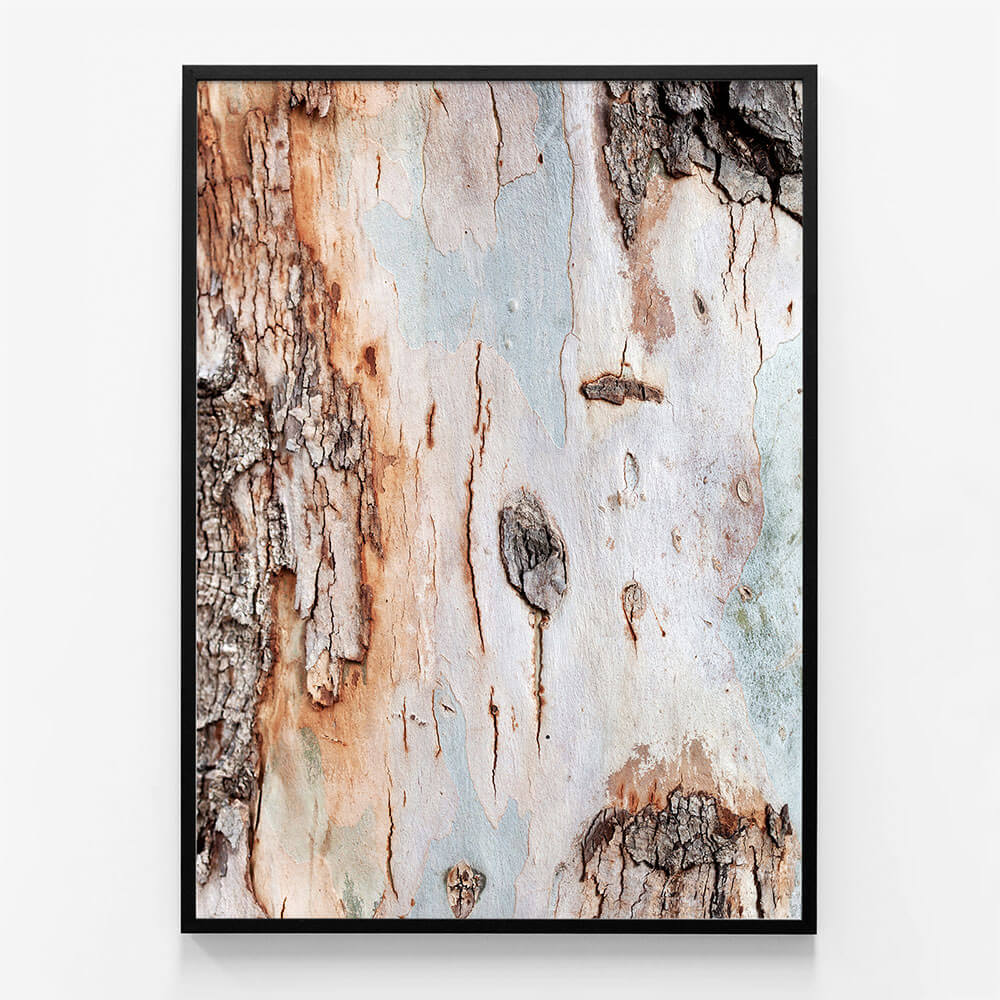 Eucalyptus Bark