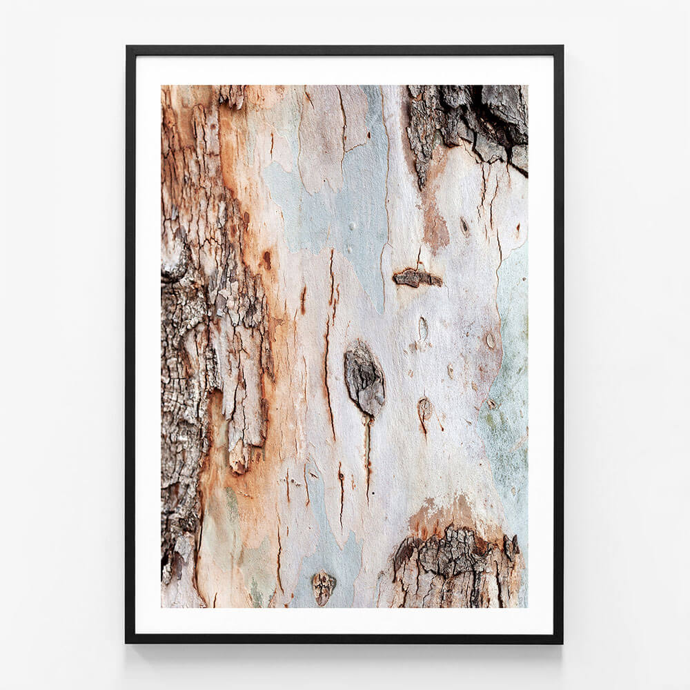 Eucalyptus Bark