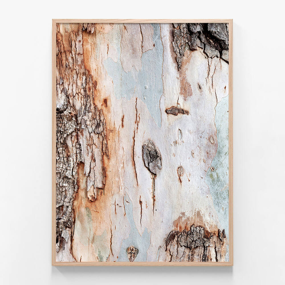 Eucalyptus Bark