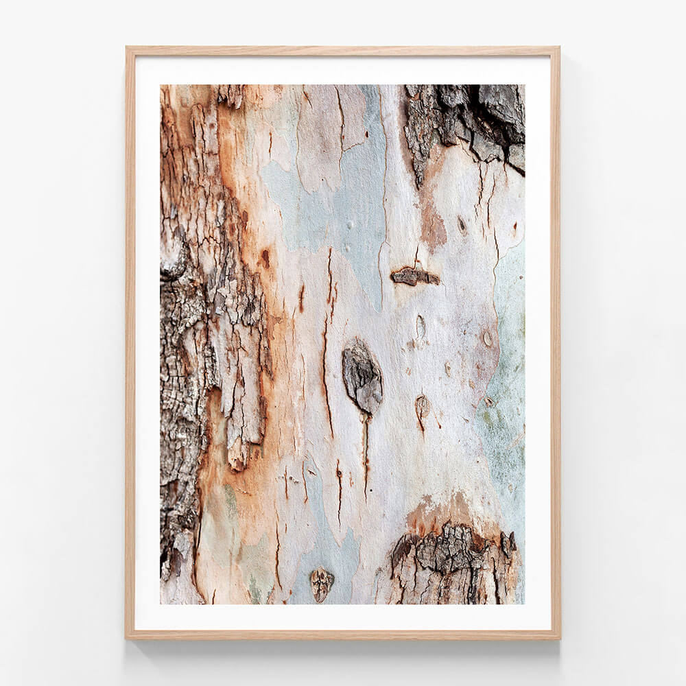 Eucalyptus Bark