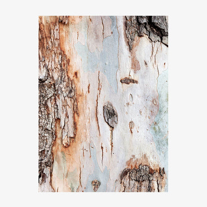 Eucalyptus Bark
