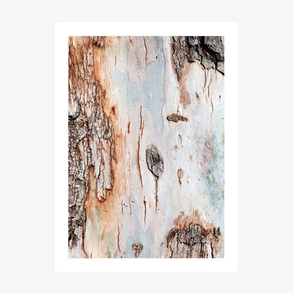 Eucalyptus Bark
