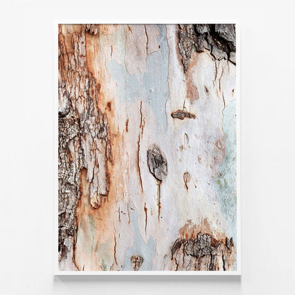 Eucalyptus Bark