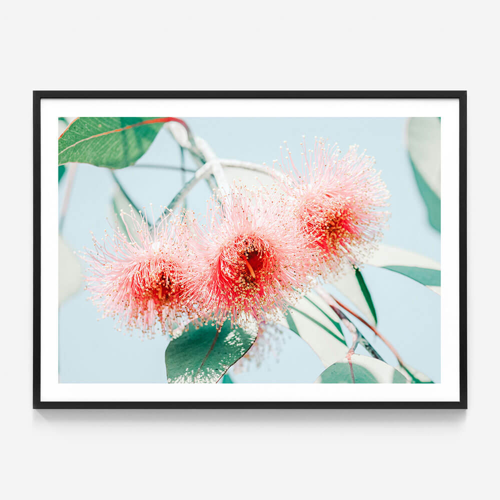 Eucalyptus Blossom