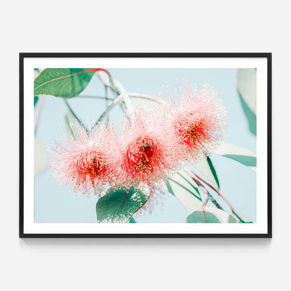 Eucalyptus Blossom