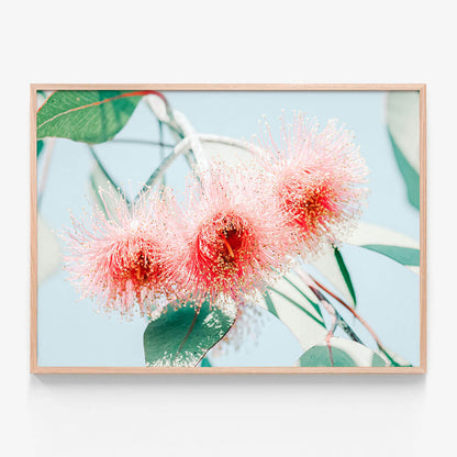 Eucalyptus Blossom