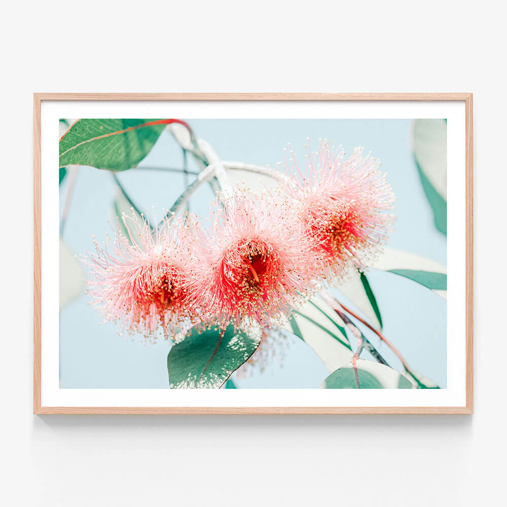 Eucalyptus Blossom