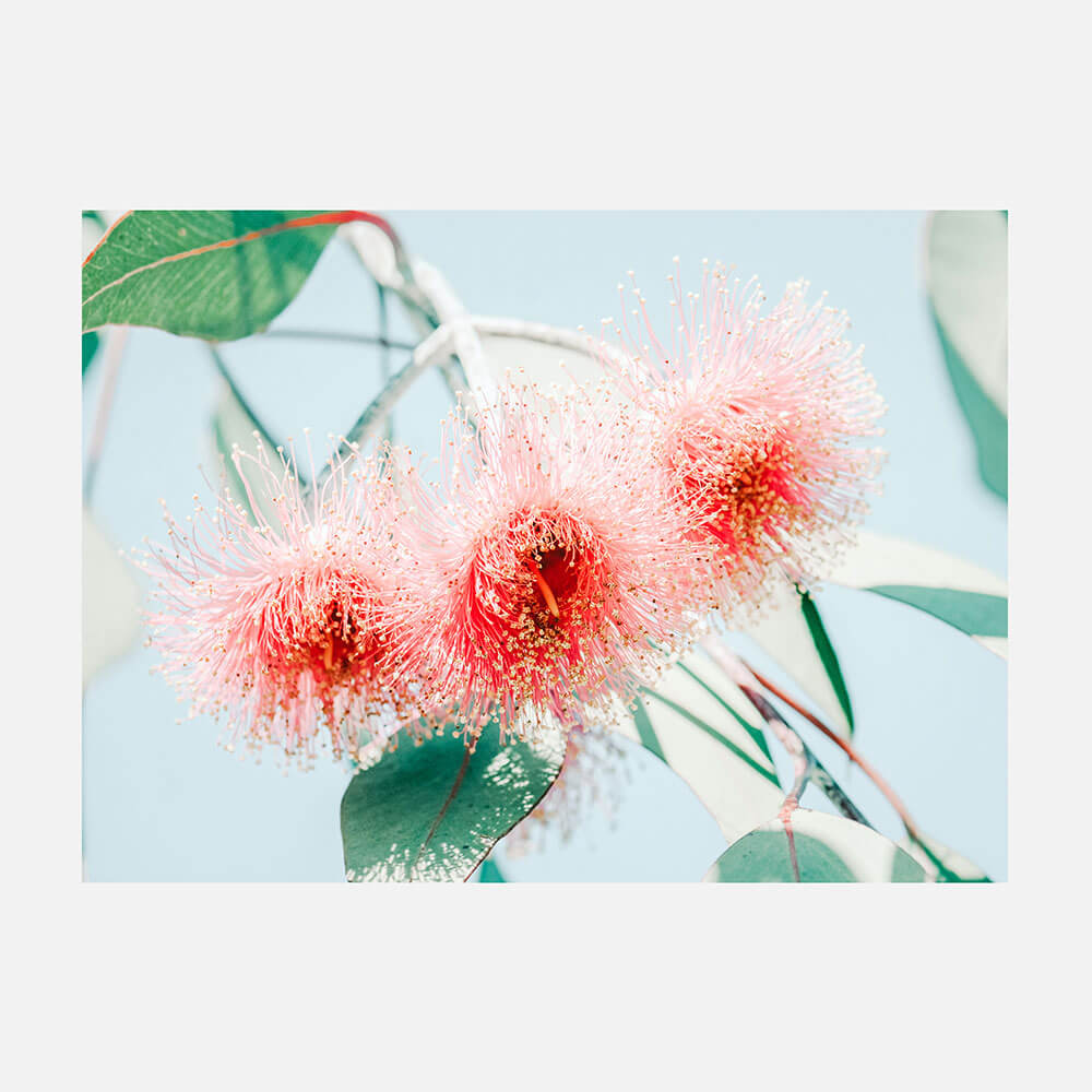 Eucalyptus Blossom