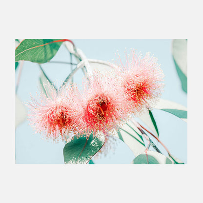 Eucalyptus Blossom