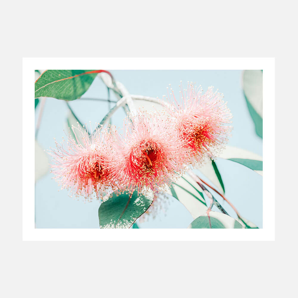 Eucalyptus Blossom