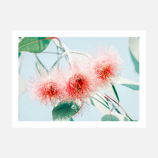 Eucalyptus Blossom
