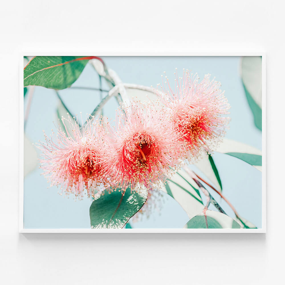 Eucalyptus Blossom