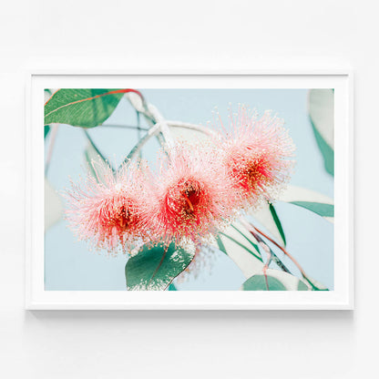 Eucalyptus Blossom