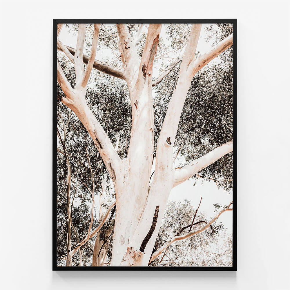 Eucalyptus Boughs