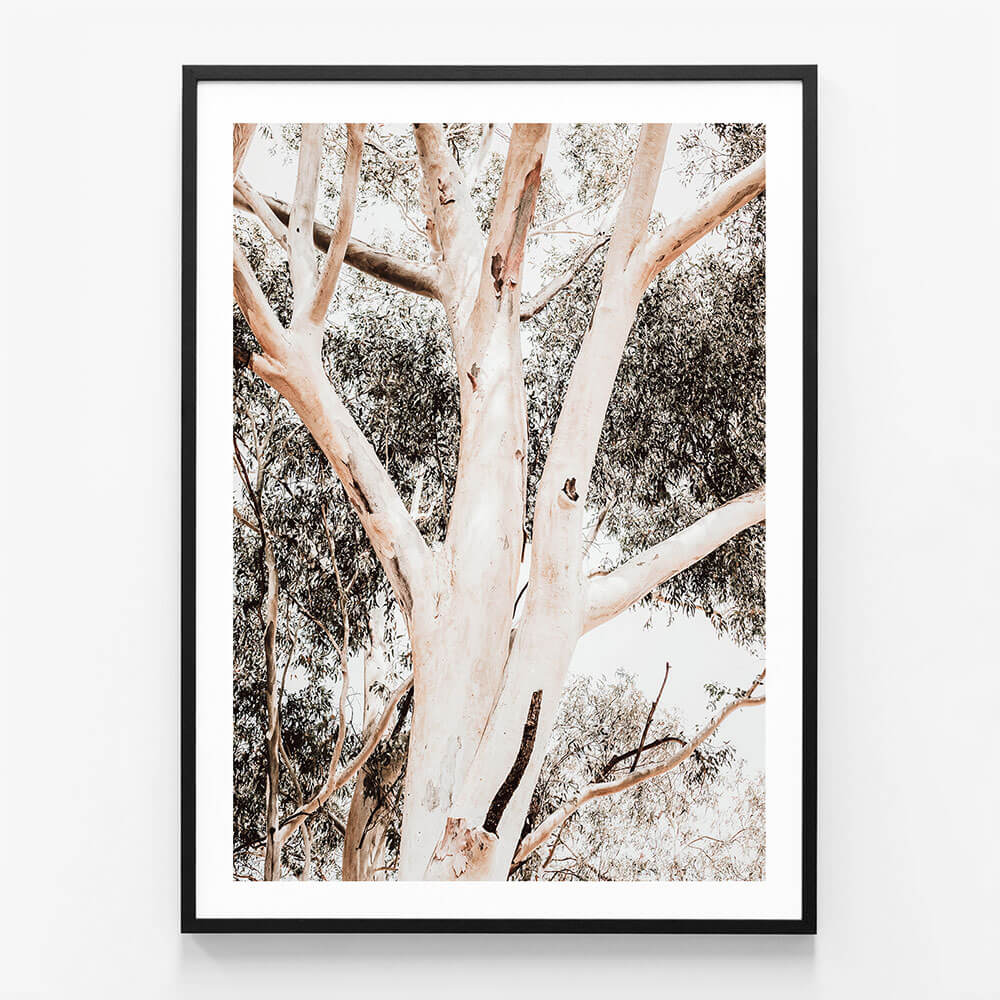Eucalyptus Boughs