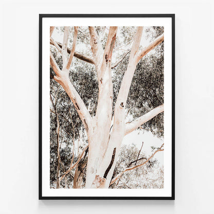 Eucalyptus Boughs