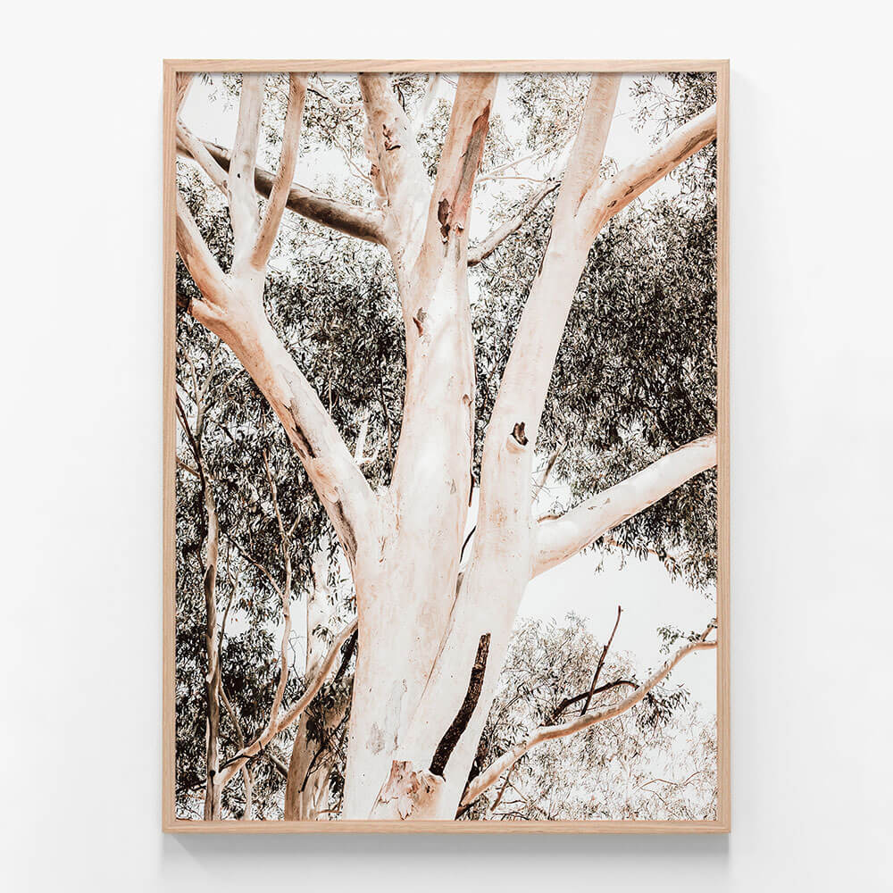 Eucalyptus Boughs