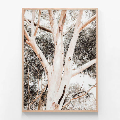 Eucalyptus Boughs