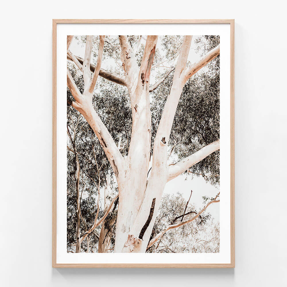 Eucalyptus Boughs