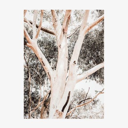 Eucalyptus Boughs