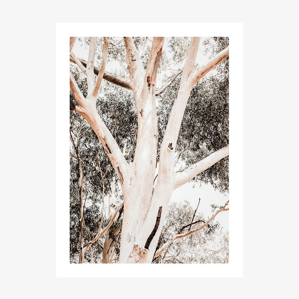 Eucalyptus Boughs