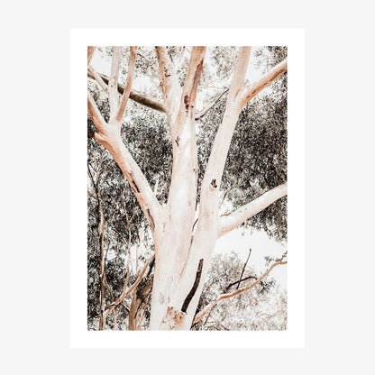 Eucalyptus Boughs