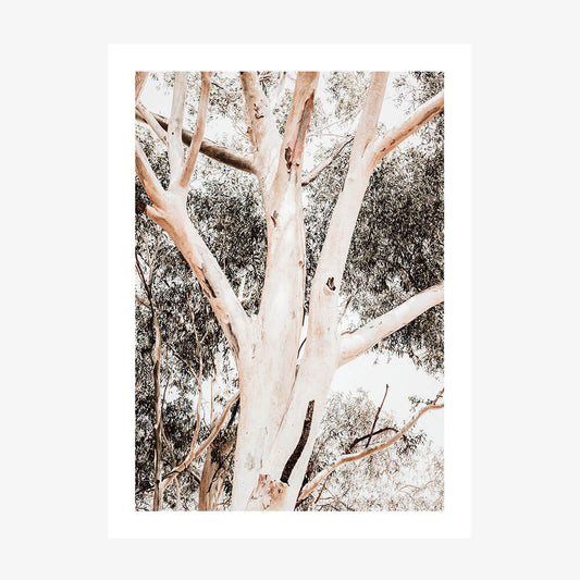 Eucalyptus Boughs