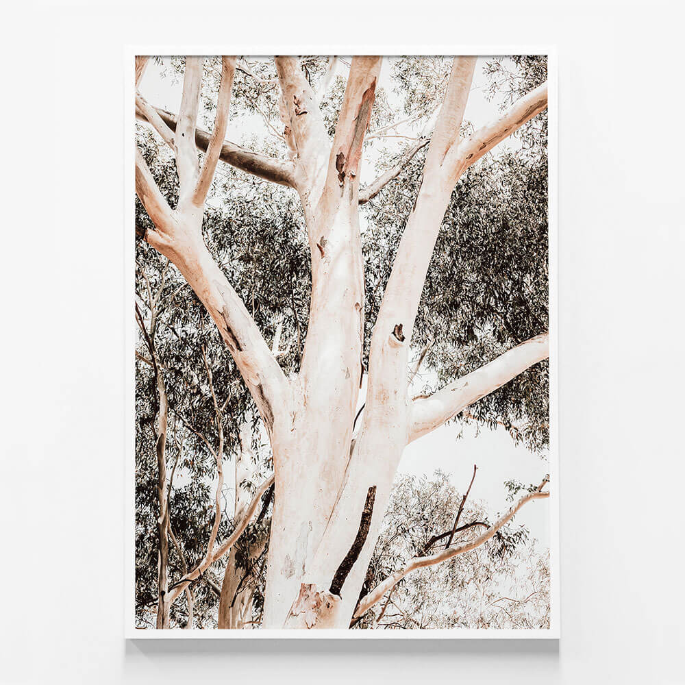 Eucalyptus Boughs