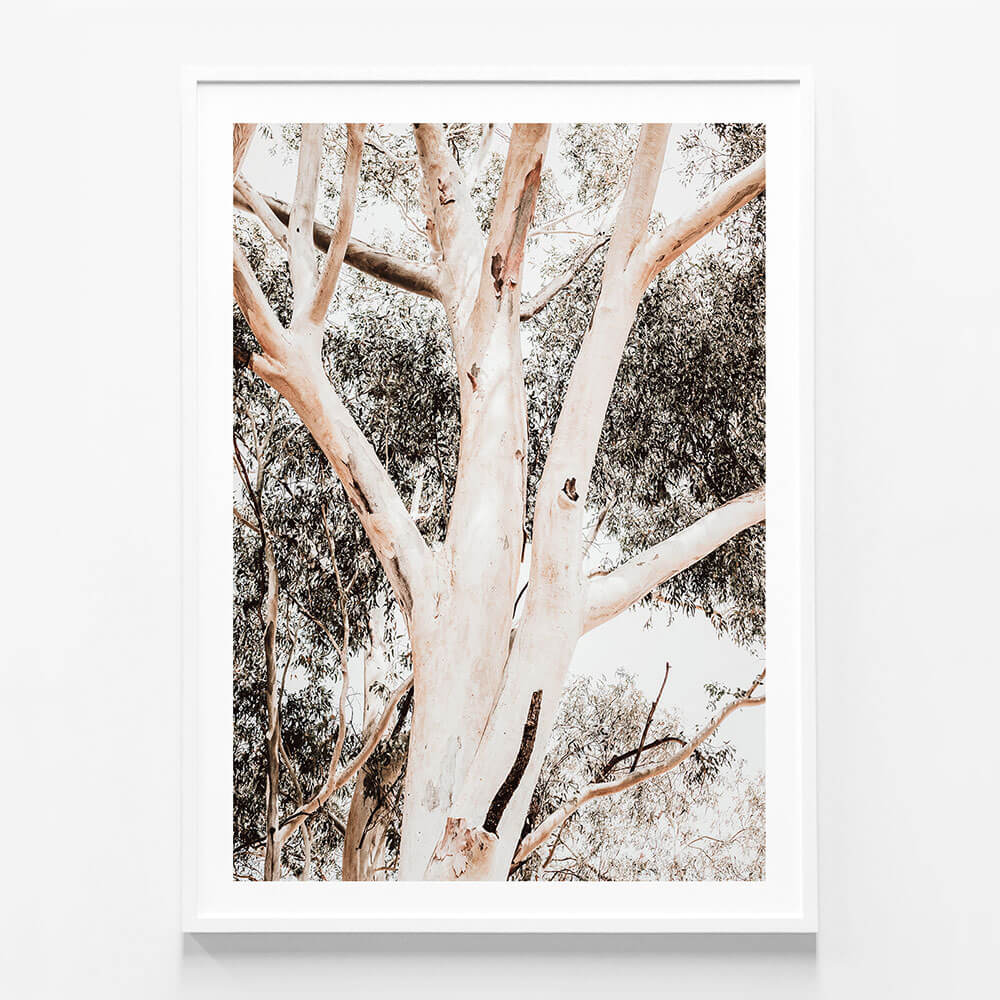 Eucalyptus Boughs