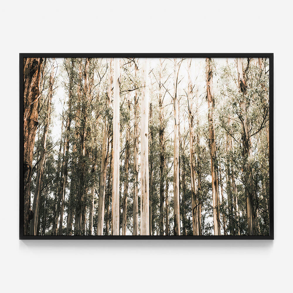Eucalyptus Canopy