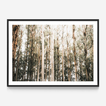 Eucalyptus Canopy