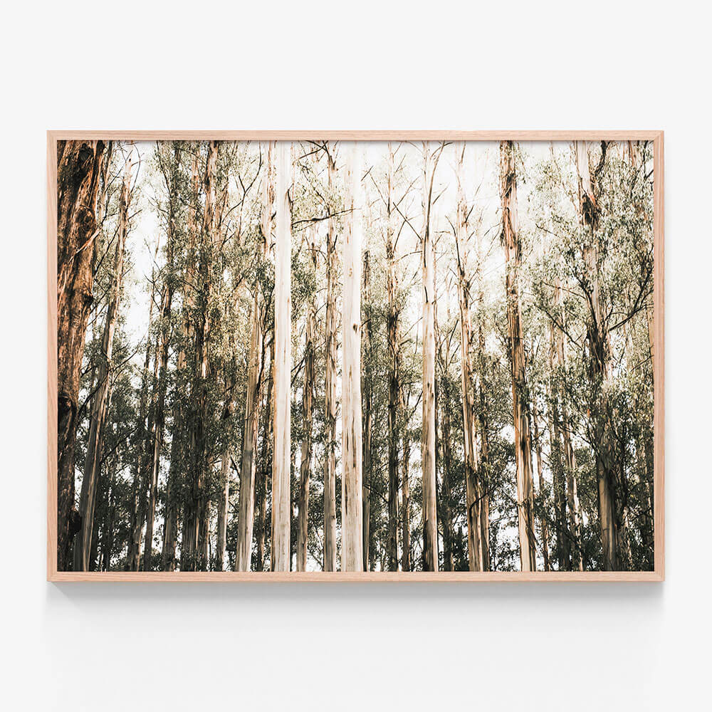 Eucalyptus Canopy