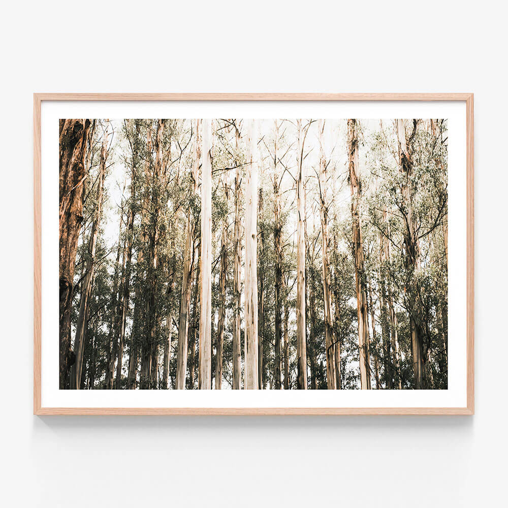 Eucalyptus Canopy