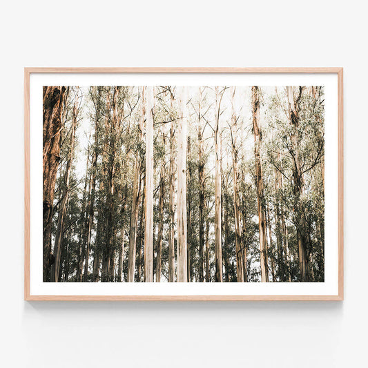 Eucalyptus Canopy