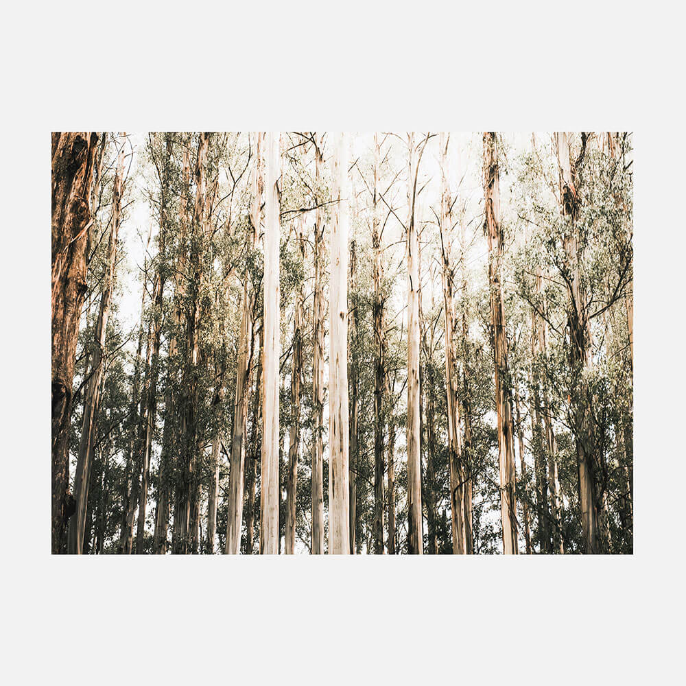 Eucalyptus Canopy