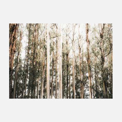 Eucalyptus Canopy