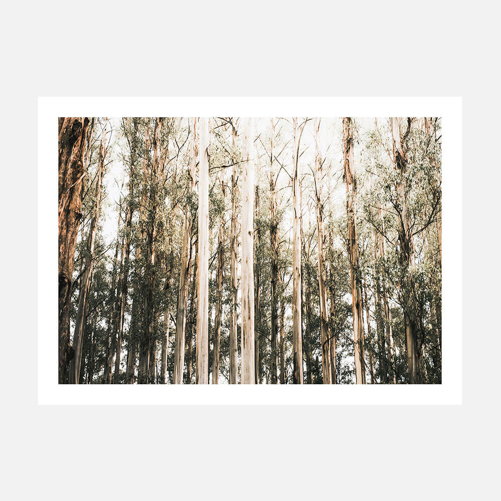 Eucalyptus Canopy