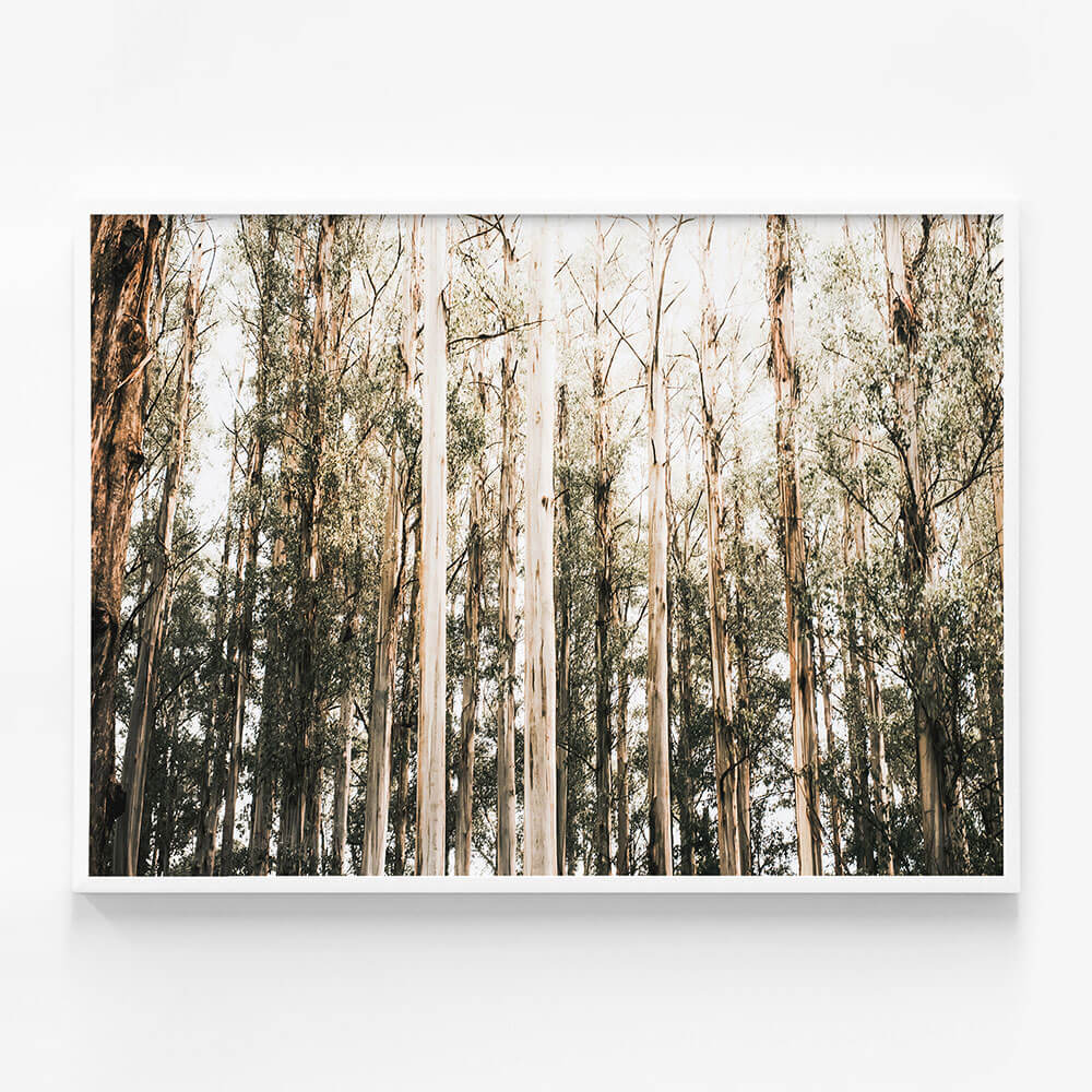 Eucalyptus Canopy