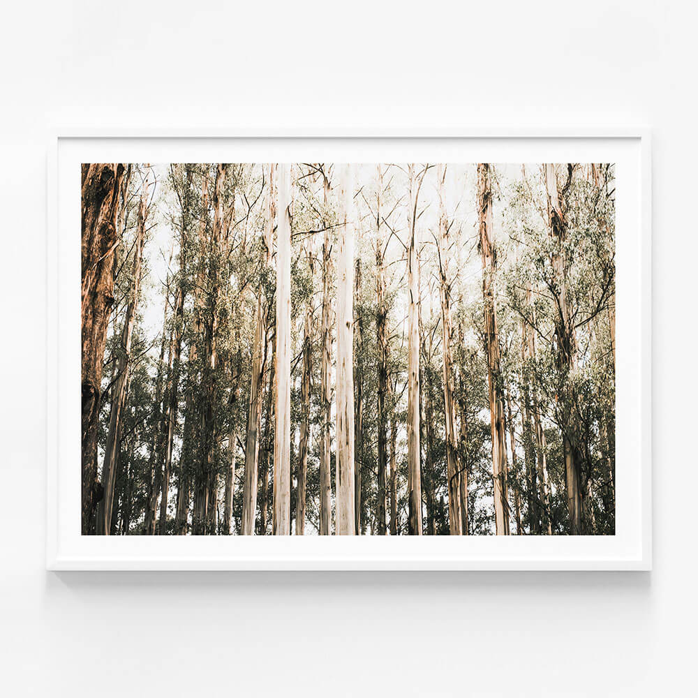 Eucalyptus Canopy