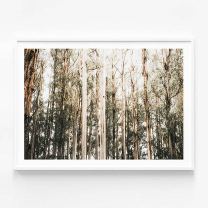 Eucalyptus Canopy