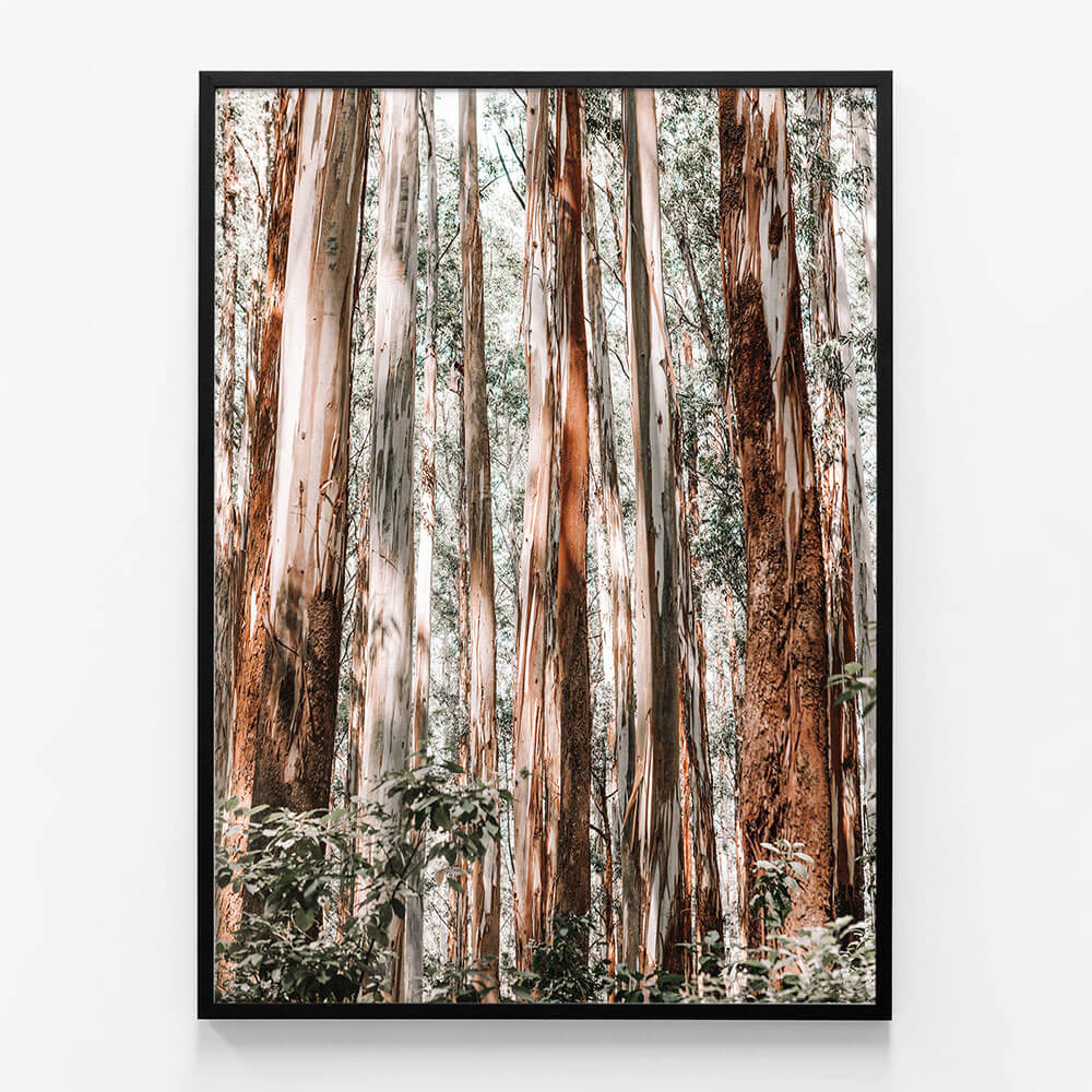 Eucalyptus Forest