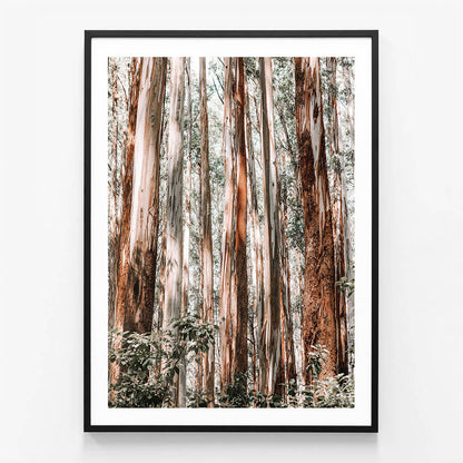 Eucalyptus Forest