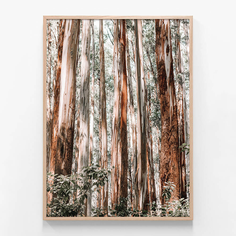Eucalyptus Forest