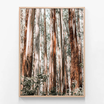 Eucalyptus Forest