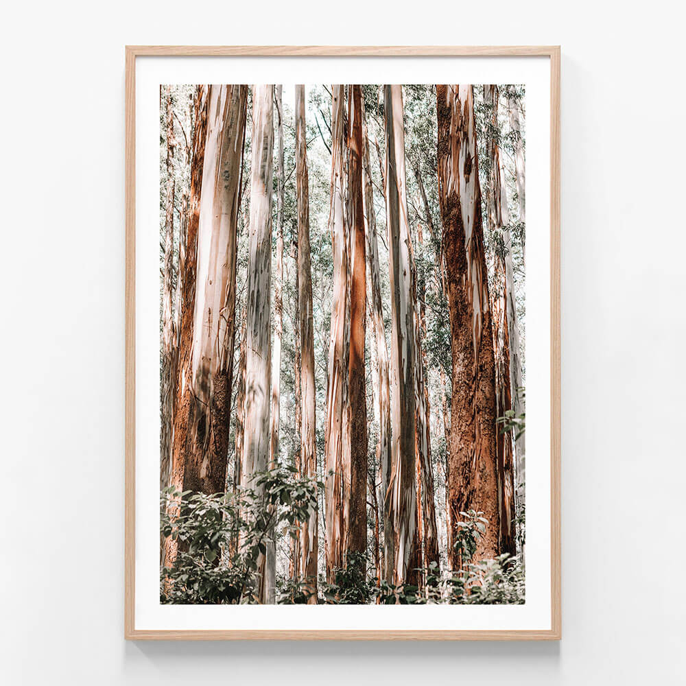 A framed print of a Eucalyptus Forest in the Australian landscape.