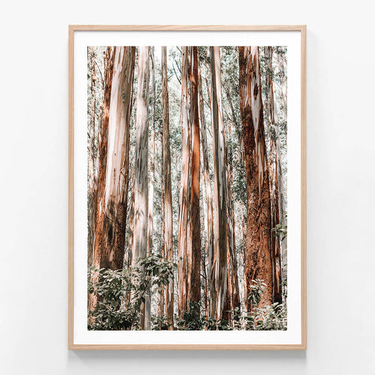 A framed print of a Eucalyptus Forest in the Australian landscape.